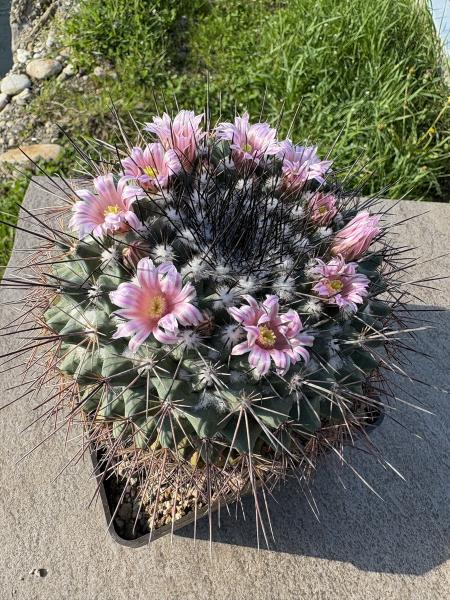 Mammillaria hertrichiana